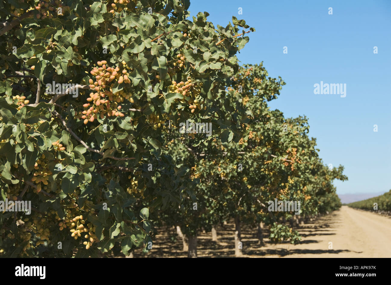 California Central Valley pistachio nut tree orchard Stock Photo Alamy