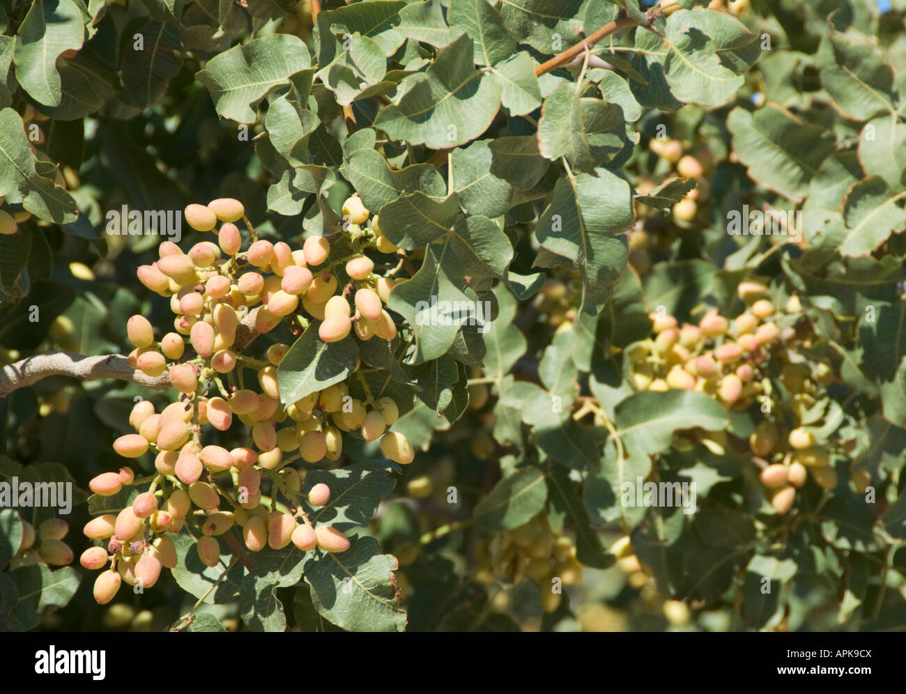 California Central Valley pistachio nut tree orchard Stock Photo Alamy