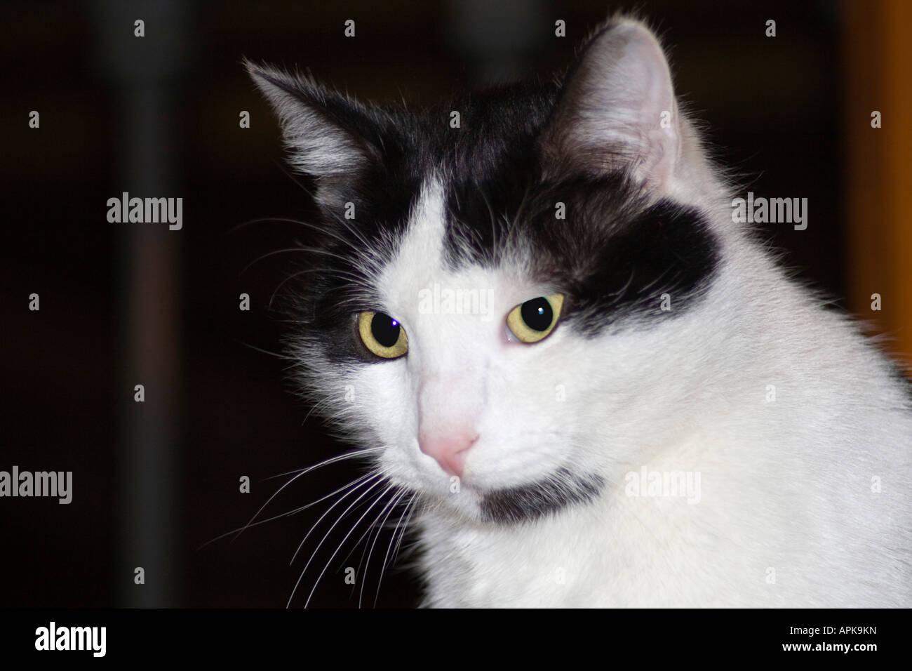 Black and white domestic cat Stock Photo - Alamy