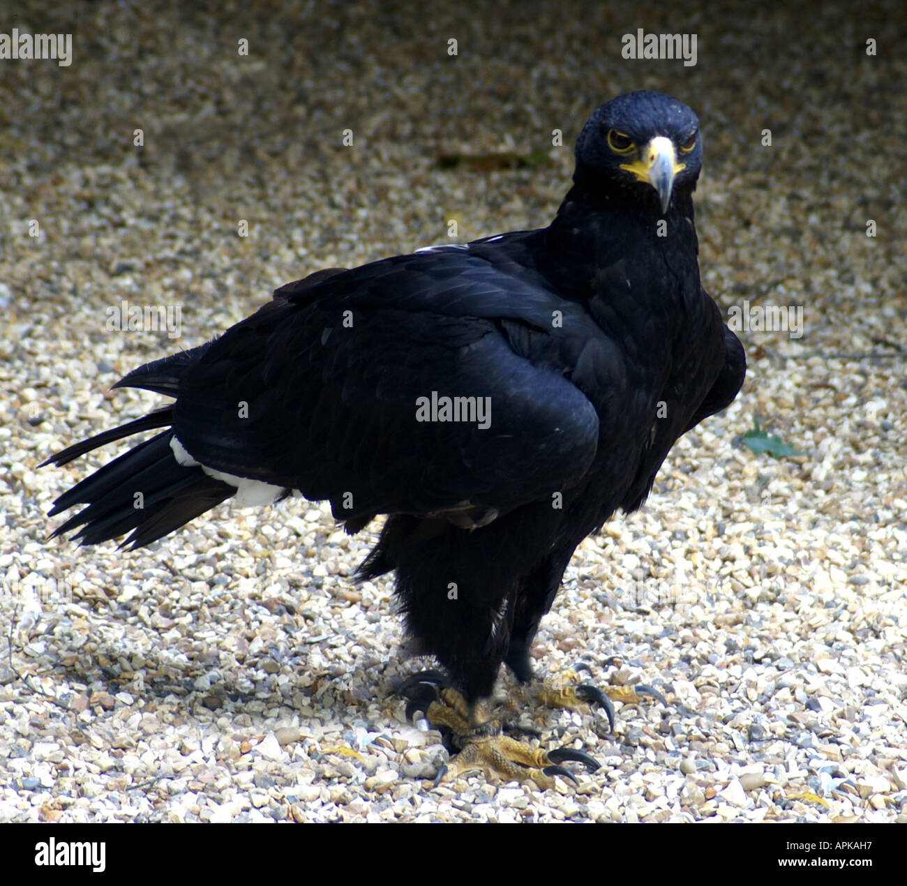 Verreaux' Eagle - Aquila verreauxi Stock Photo - Alamy