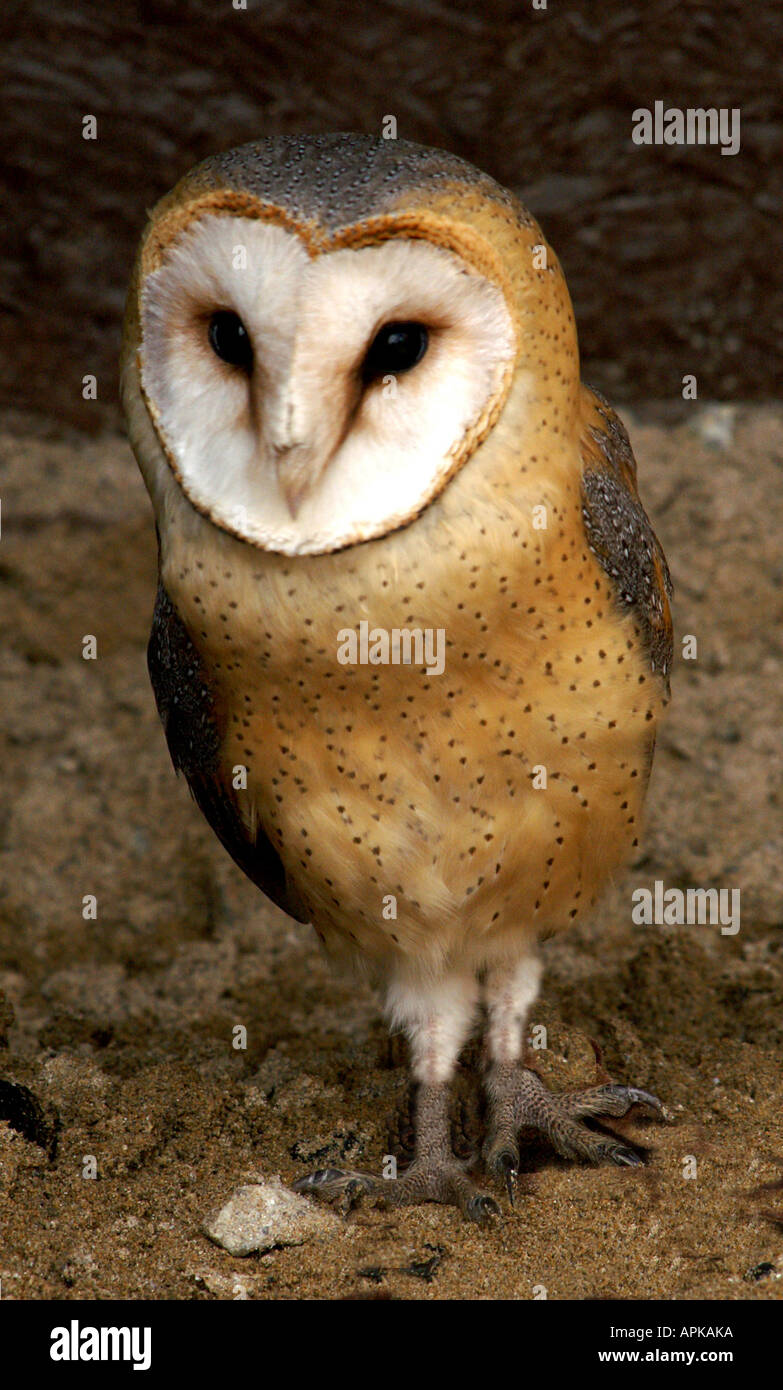 European Barn owl Tyto alba guttata Stock Photo
