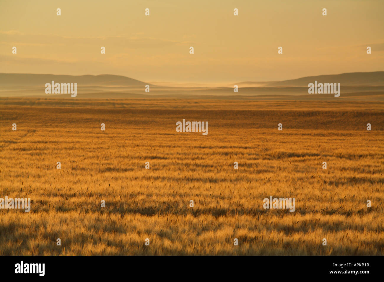 The open prairie at dawn off Highway 62 south of Lethbridge near Del