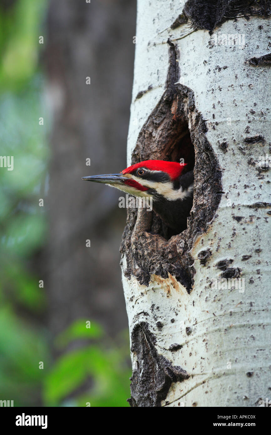 A pileated woodpecker dryocopus pileatus male pokes his head out of a cavity nest in an aspen tree in Alberta Canada Stock Photo