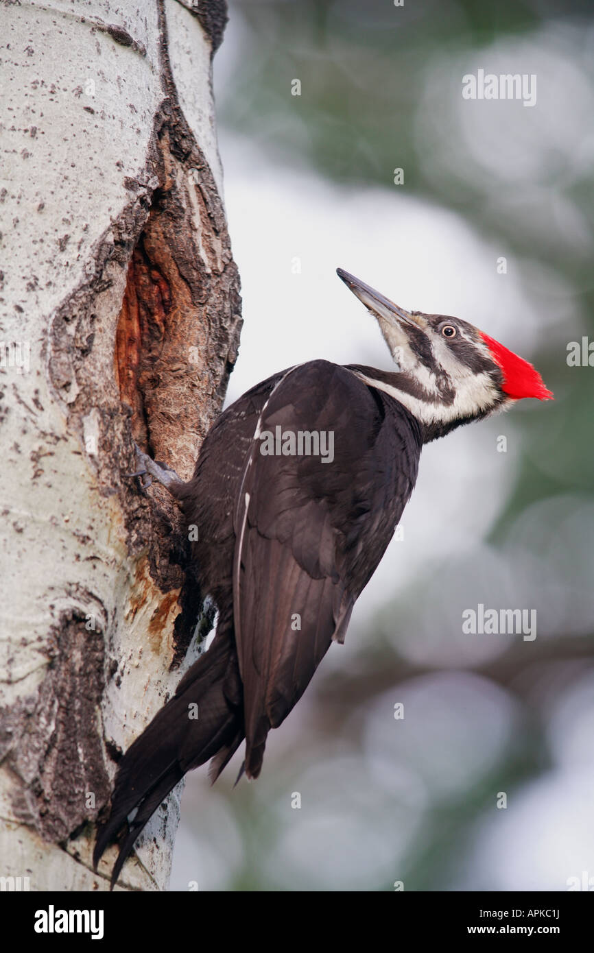 Pileated woodpecker dryocopus pileatus female at nest cavity in aspen tree Stock Photo