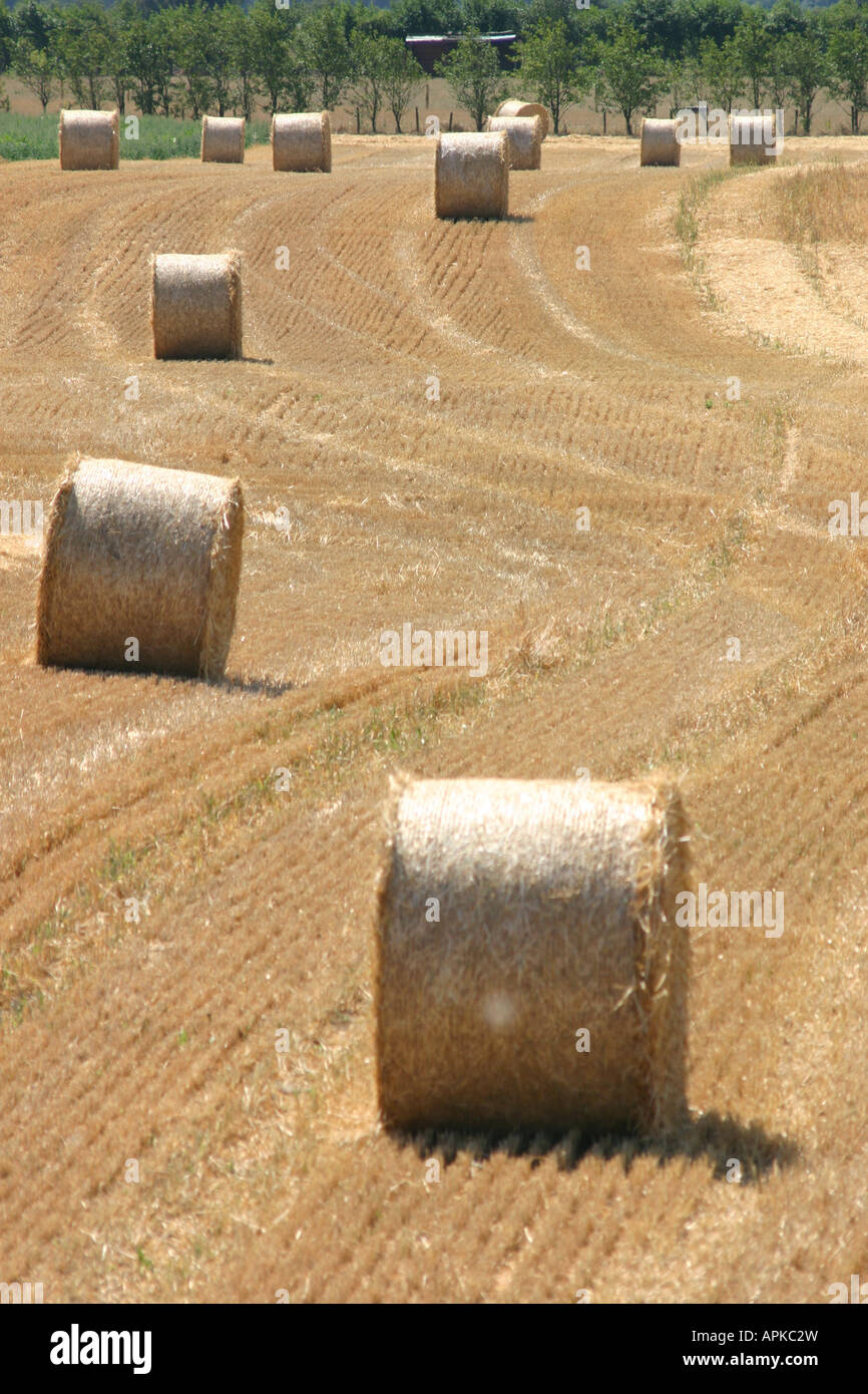 golden circular hay bales wheat field stubble Stock Photo Alamy