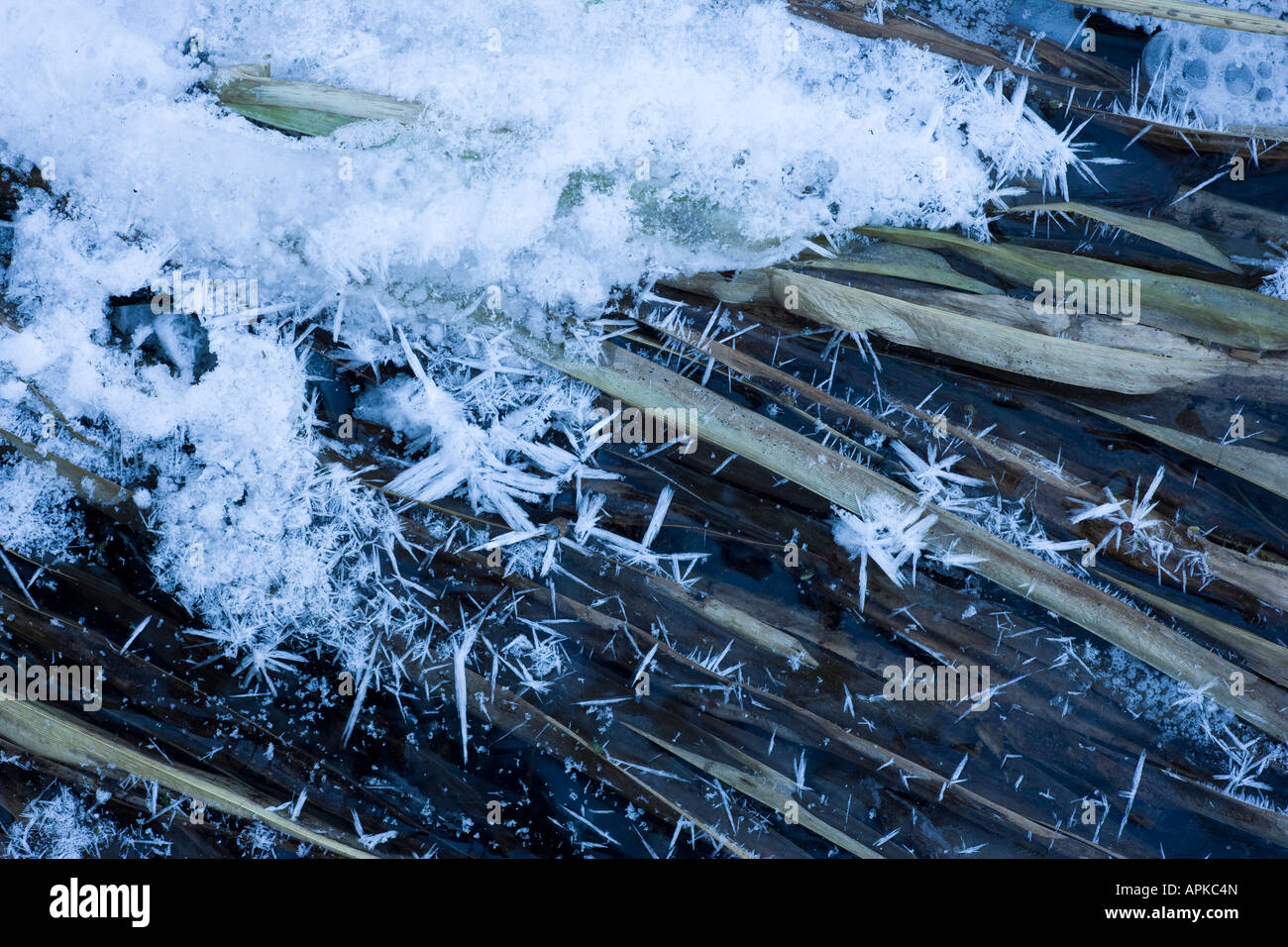 Frozen Reeds Reeds trapped in ice hi-res stock photography and images - Alamy