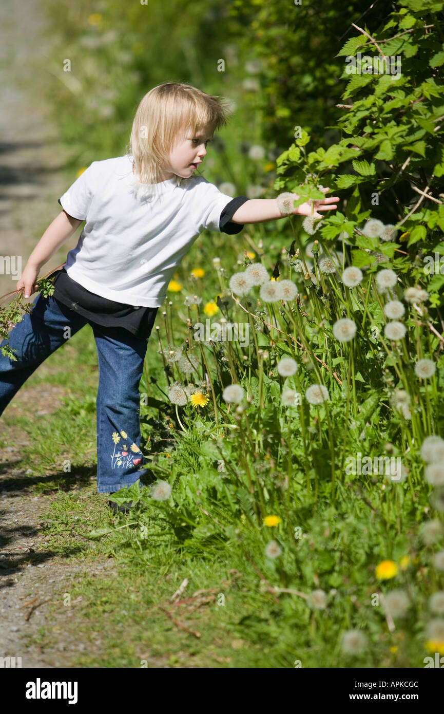 Young Girl Walking a Trail With Many Dandelions Stock Photo