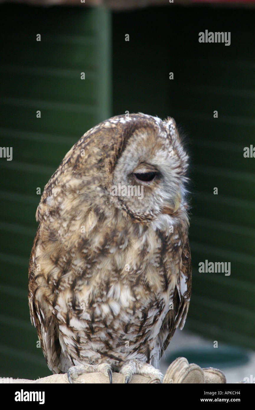 British Tawny owl Strix aluco Stock Photo Alamy