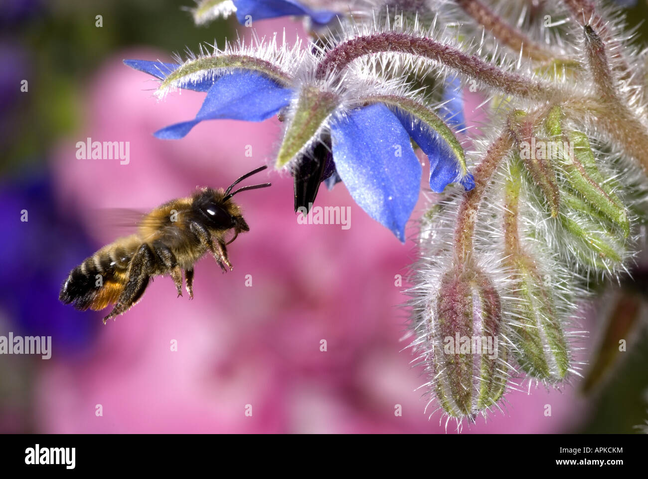 leafcutting bees, leaf-cutter bees (Megachilidae, Megachilinae), on Borago officinalis Stock Photo
