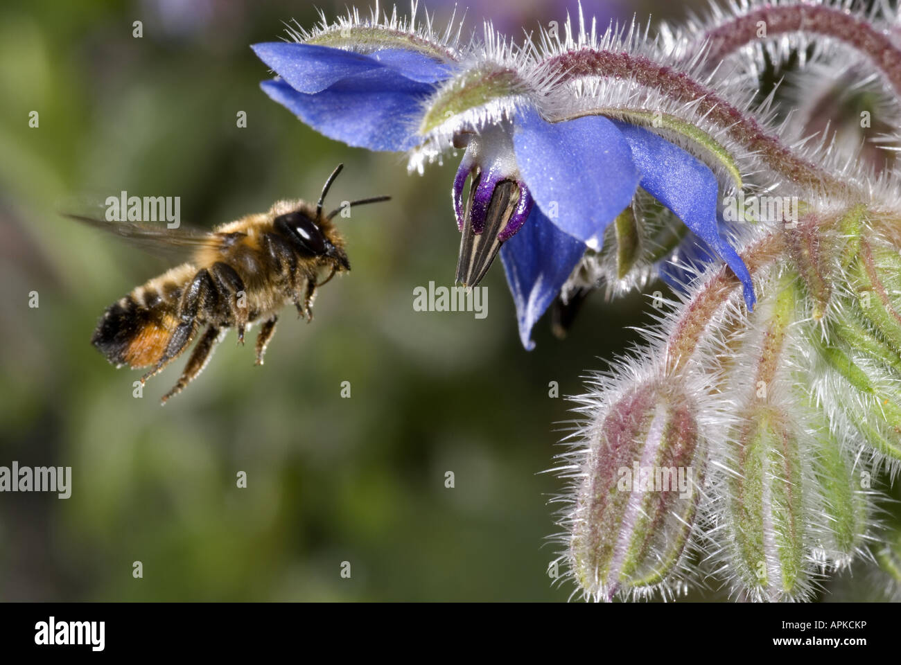 leafcutting bees, leaf-cutter bees (Megachilidae), on Borago officinalis Stock Photo