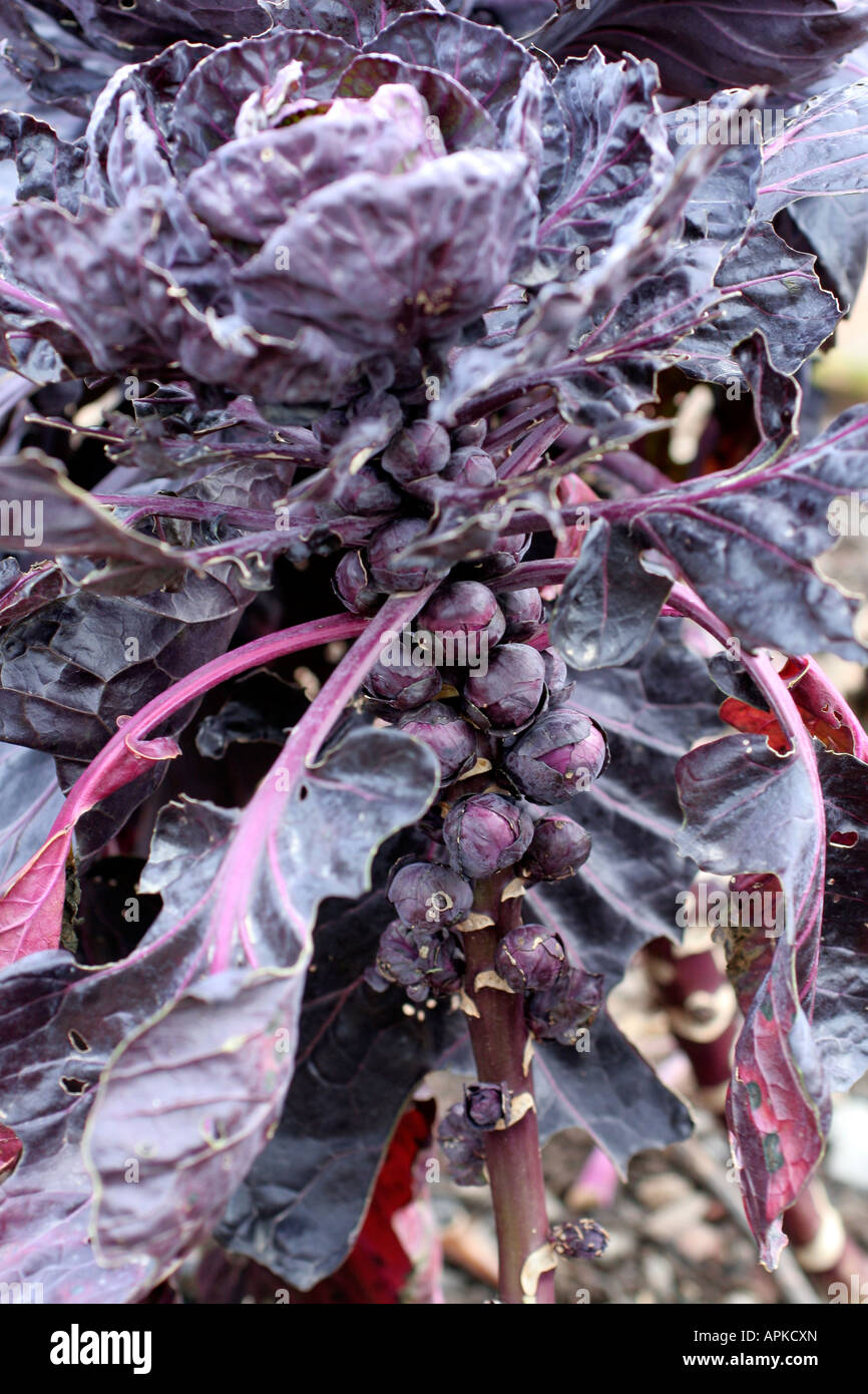 Red or Purple Brussels Sprout variety Stock Photo