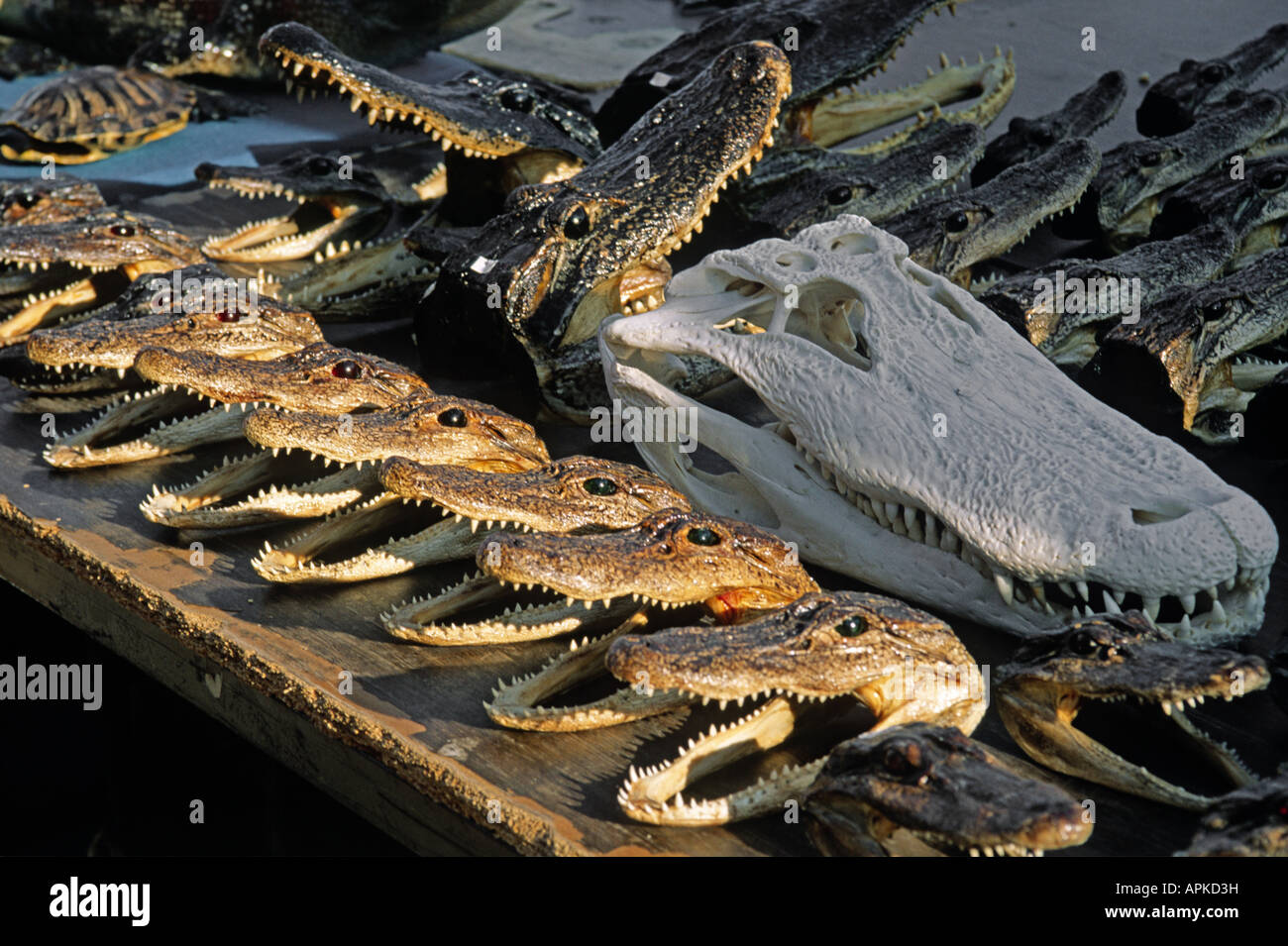 ALLIGATOR HEADS for sale at the FRENCH MARKET in the FRENCH QUARTER