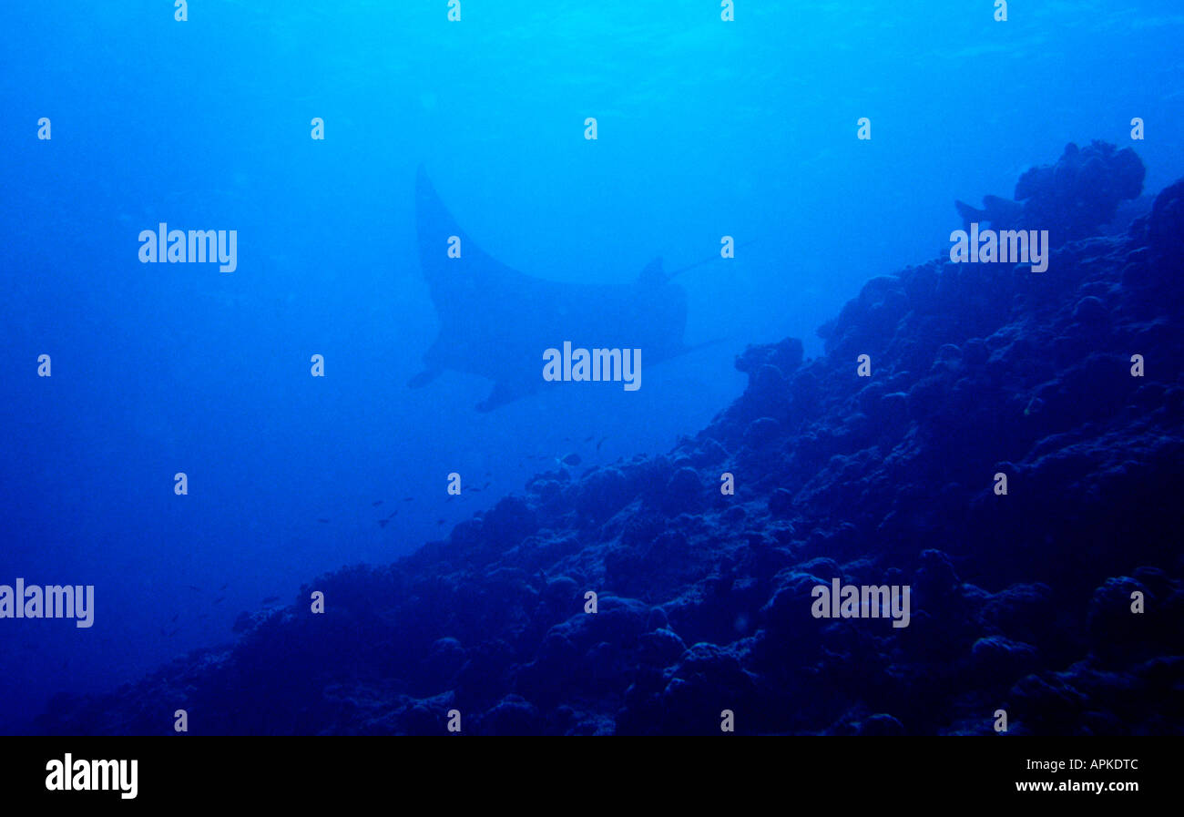 Maldives Underwater Manta Ray Manta Birostris at reef edge Stock Photo