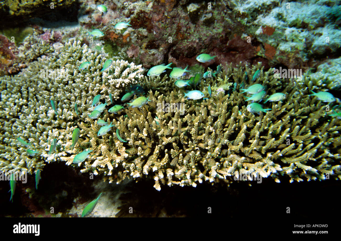 Picture of Maldives Underwater Blue green chromis Chromis viridis on table coral ...