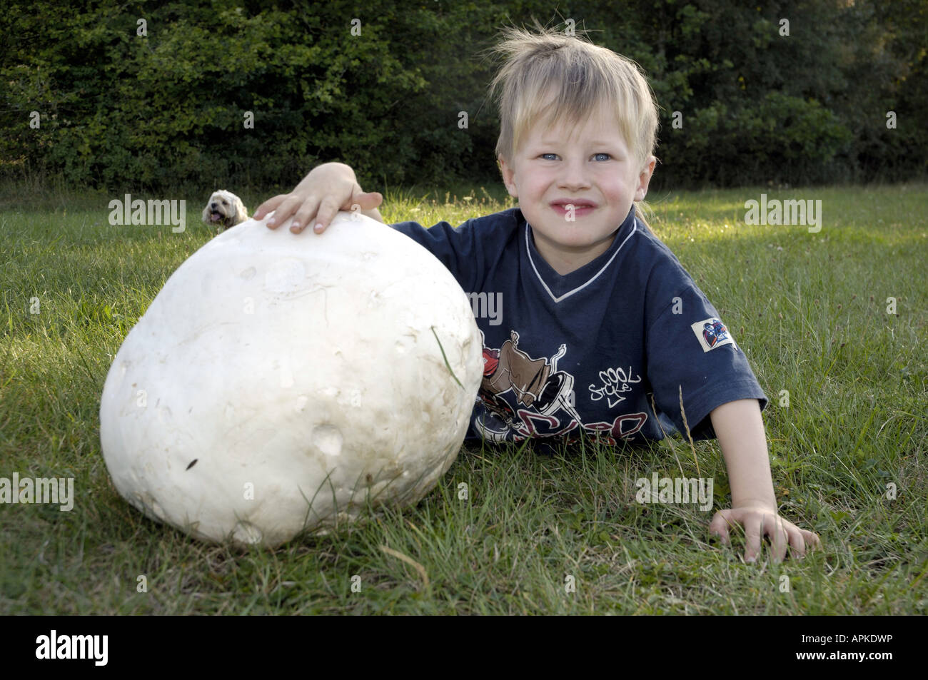 giant puffball (Langermannia gigantea), boy with Giant Puffball Stock Photo