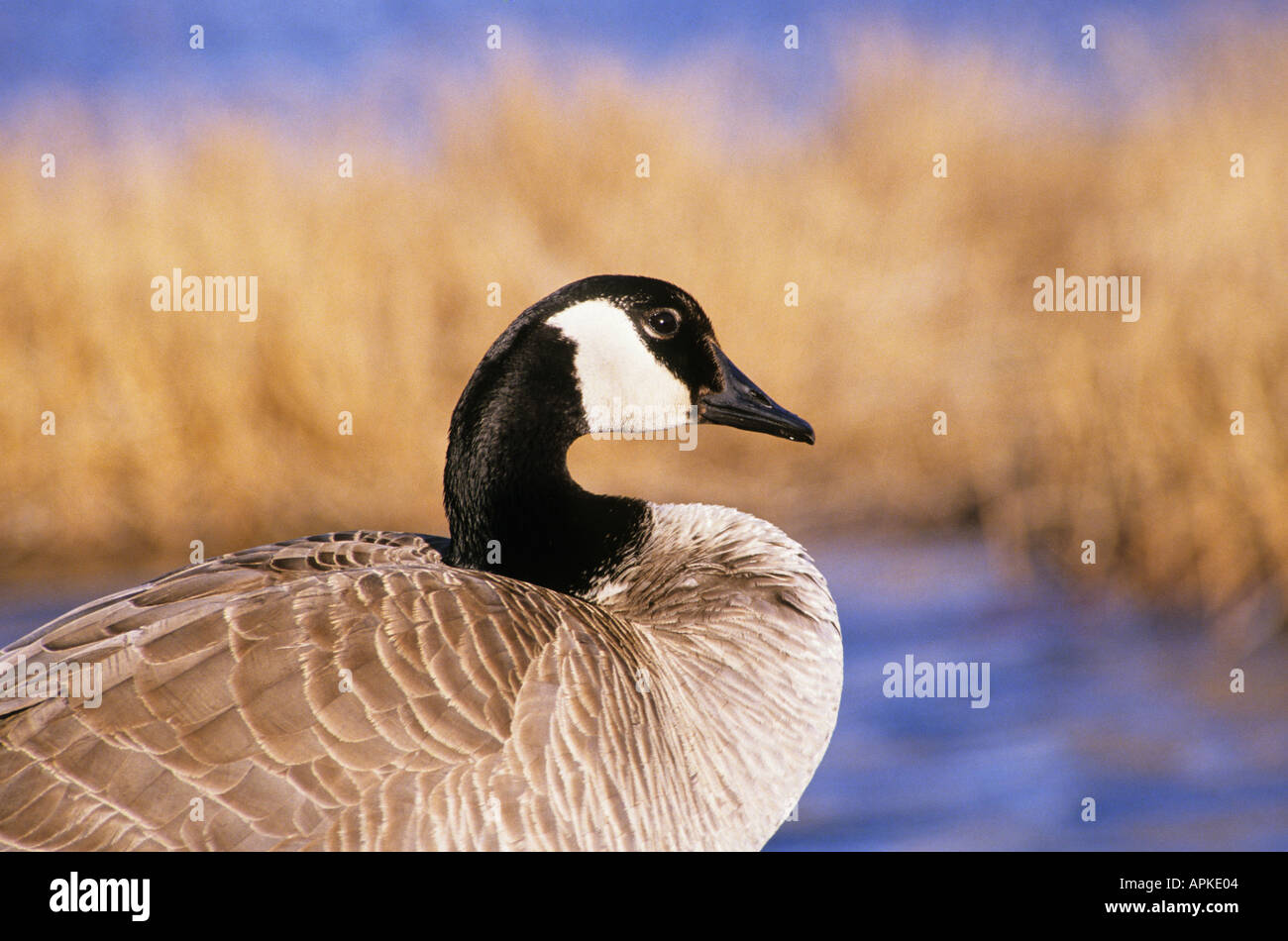 Hunting canada geese alberta hires stock photography and images Alamy