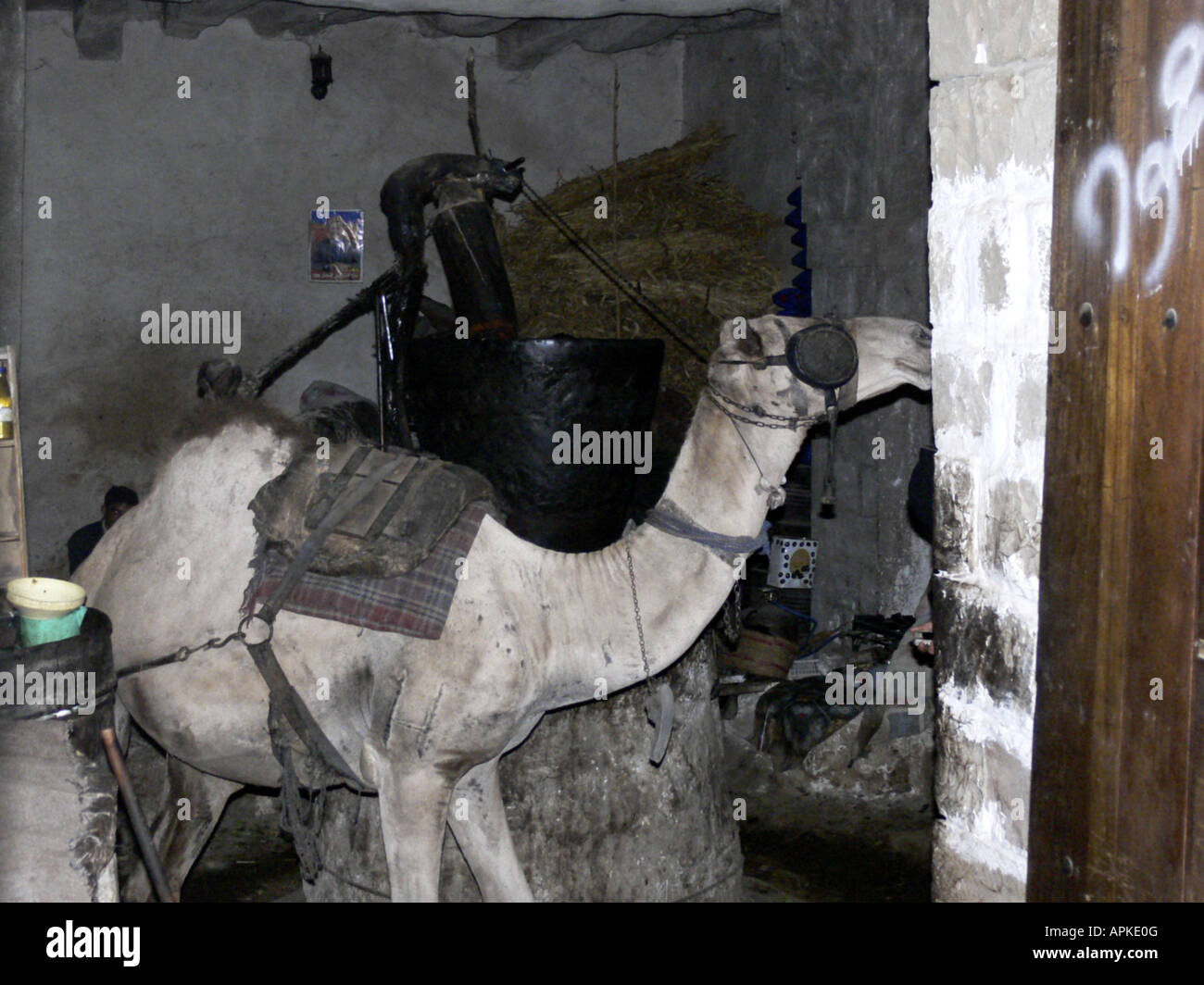 dromedary, one-humped camel (Camelus dromedarius), sesame mill in old town, Yemen, Sanaa Stock Photo
