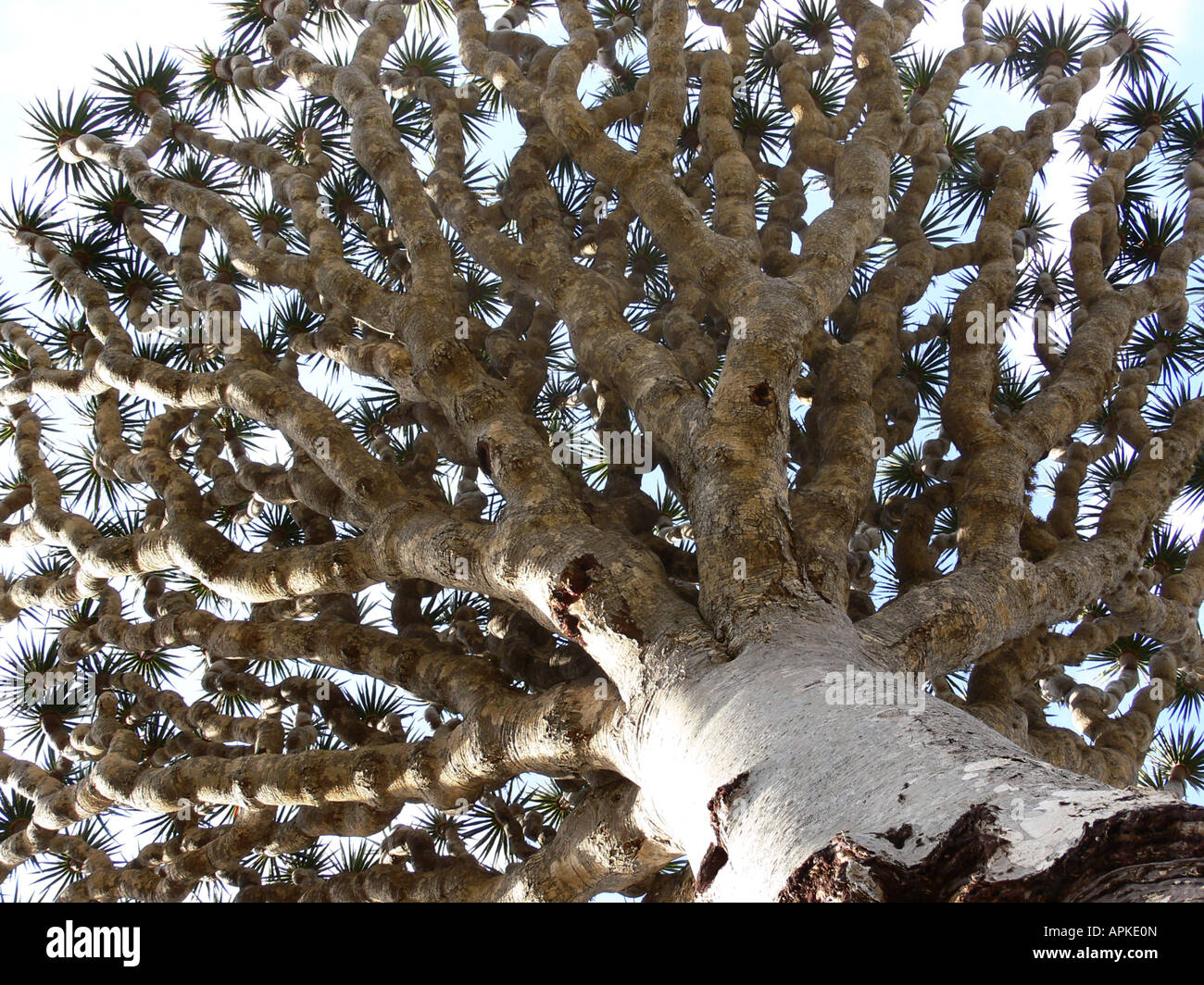 dragon tree (Dracaena cinnabari), single tree in womrs-eye view, Yemen, Socotra Stock Photo