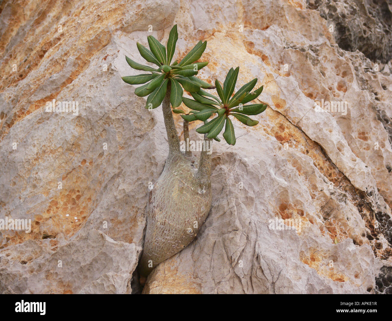 desert rose (Adenium obesum ssp. socotranum), single plant in a crevice, Yemen, Socotra Stock Photo