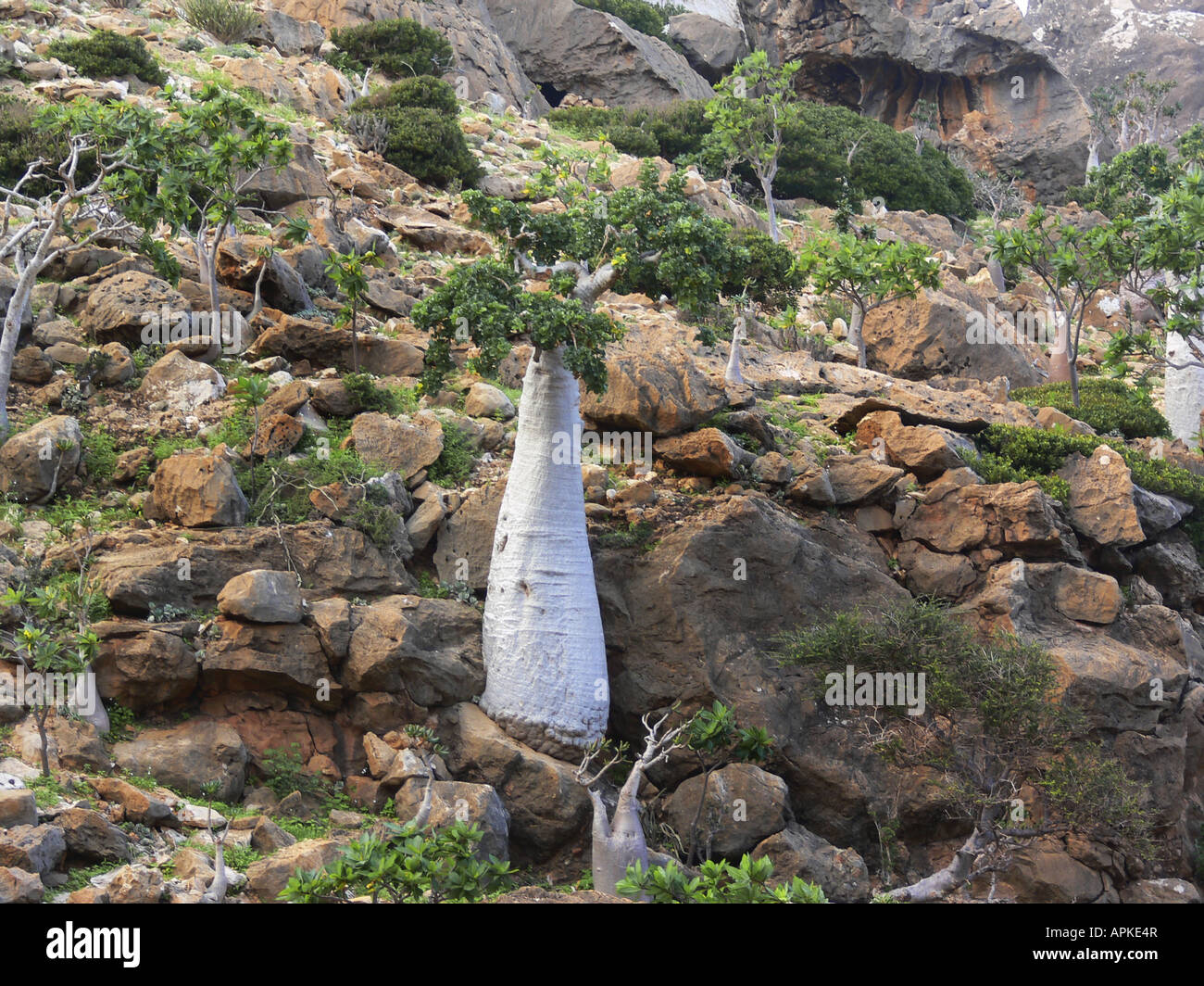 Cucumber Tree (Dendrosicyos socotranus), single plant between rocks, Yemen, Socotra Stock Photo