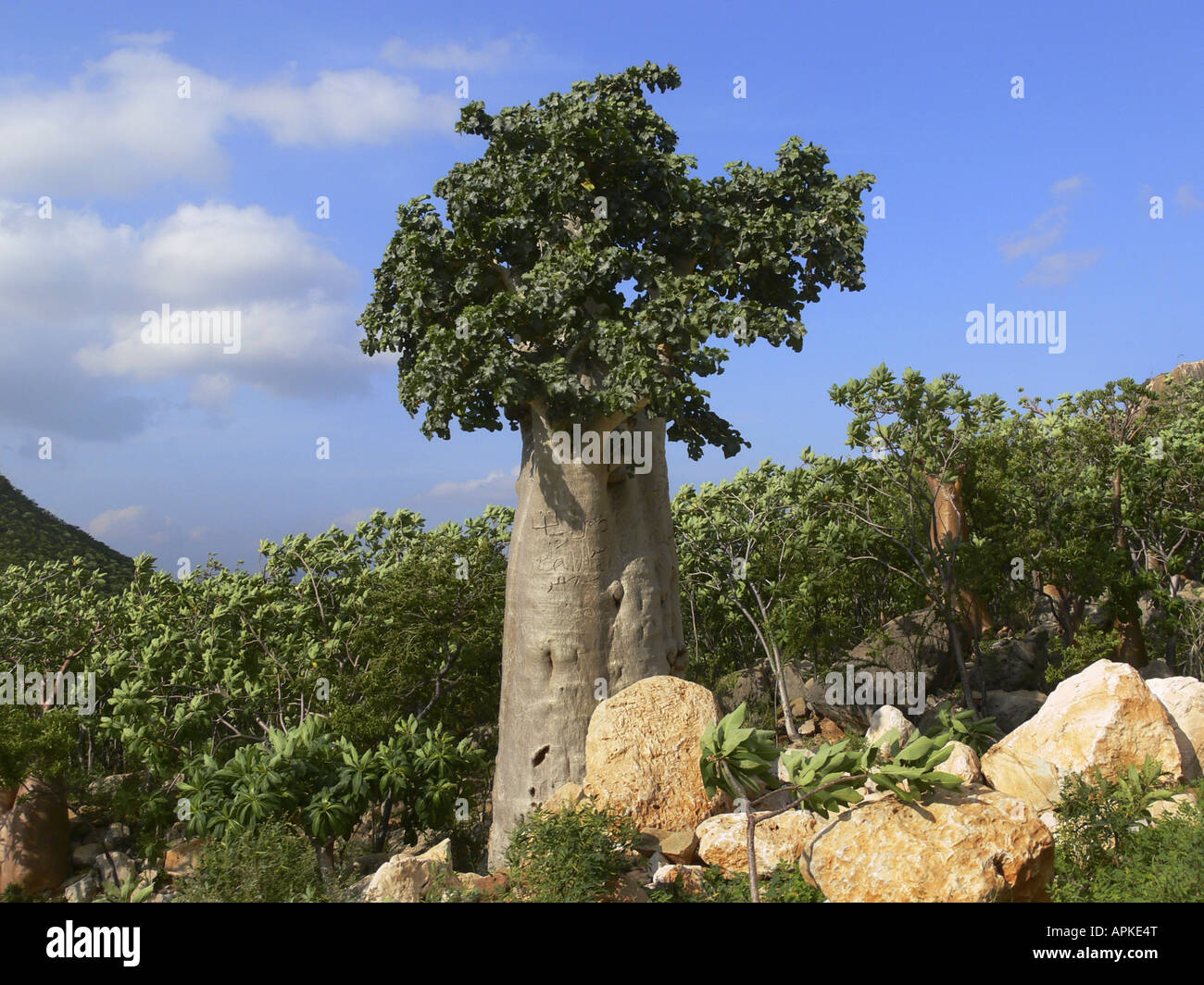 Cucumber Tree (Dendrosicyos socotranus), single plant between rocks