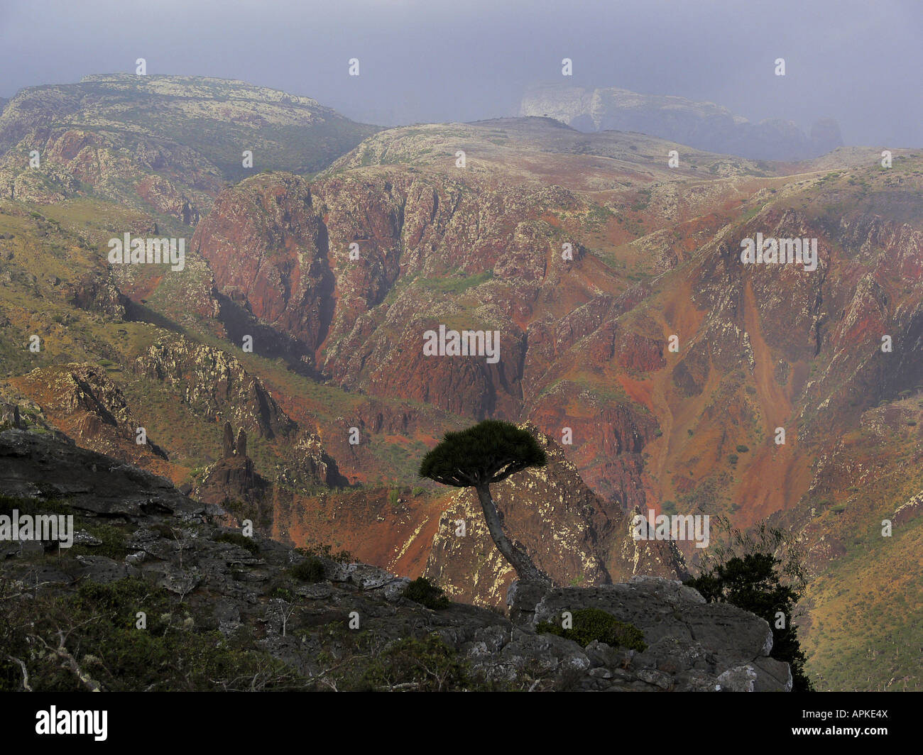 dragon tree (Dracaena cinnabari), single tree in front of mountain panorama, Yemen, Socotra Stock Photo