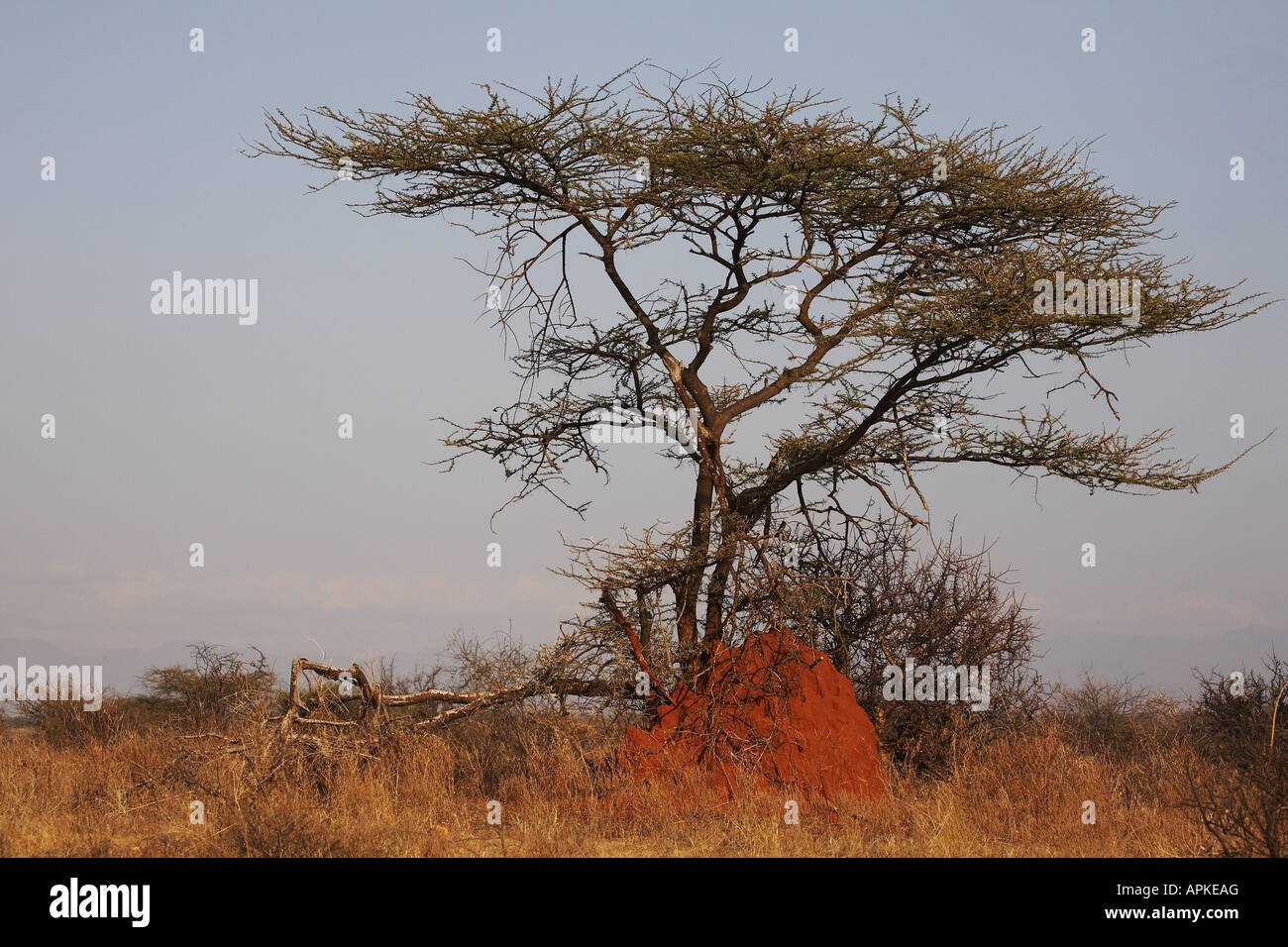 Umbrella Thorn Acacia, Umbrella Acacia (Acacia tortilis), tree, Kenya, Buffalo Springs National Reserve, Samburu, Isiolo Stock Photo