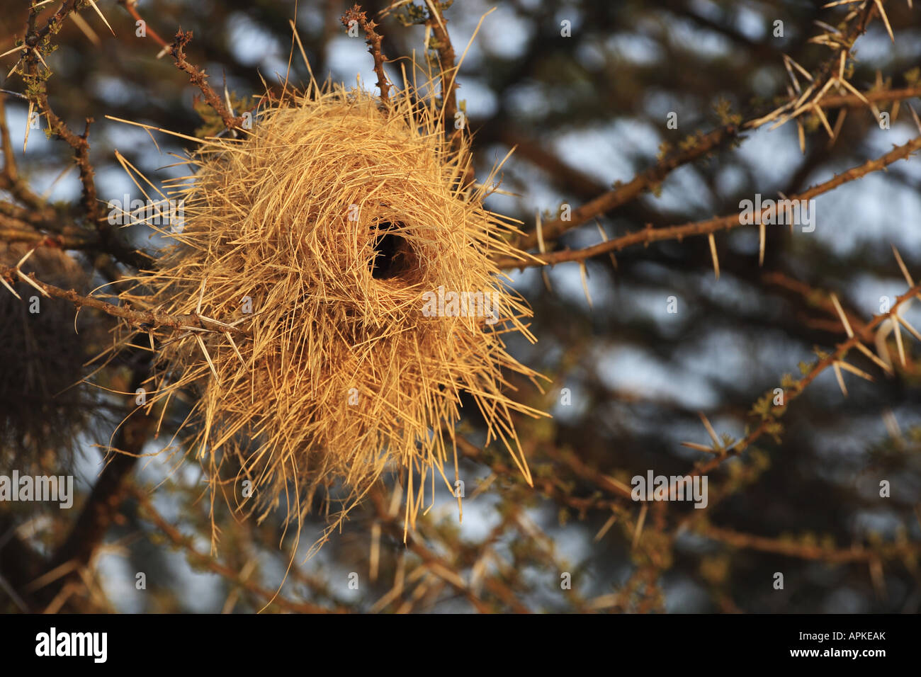 nest of a weaver bird, Kenya, Buffalo Springs National Reserve, Samburu