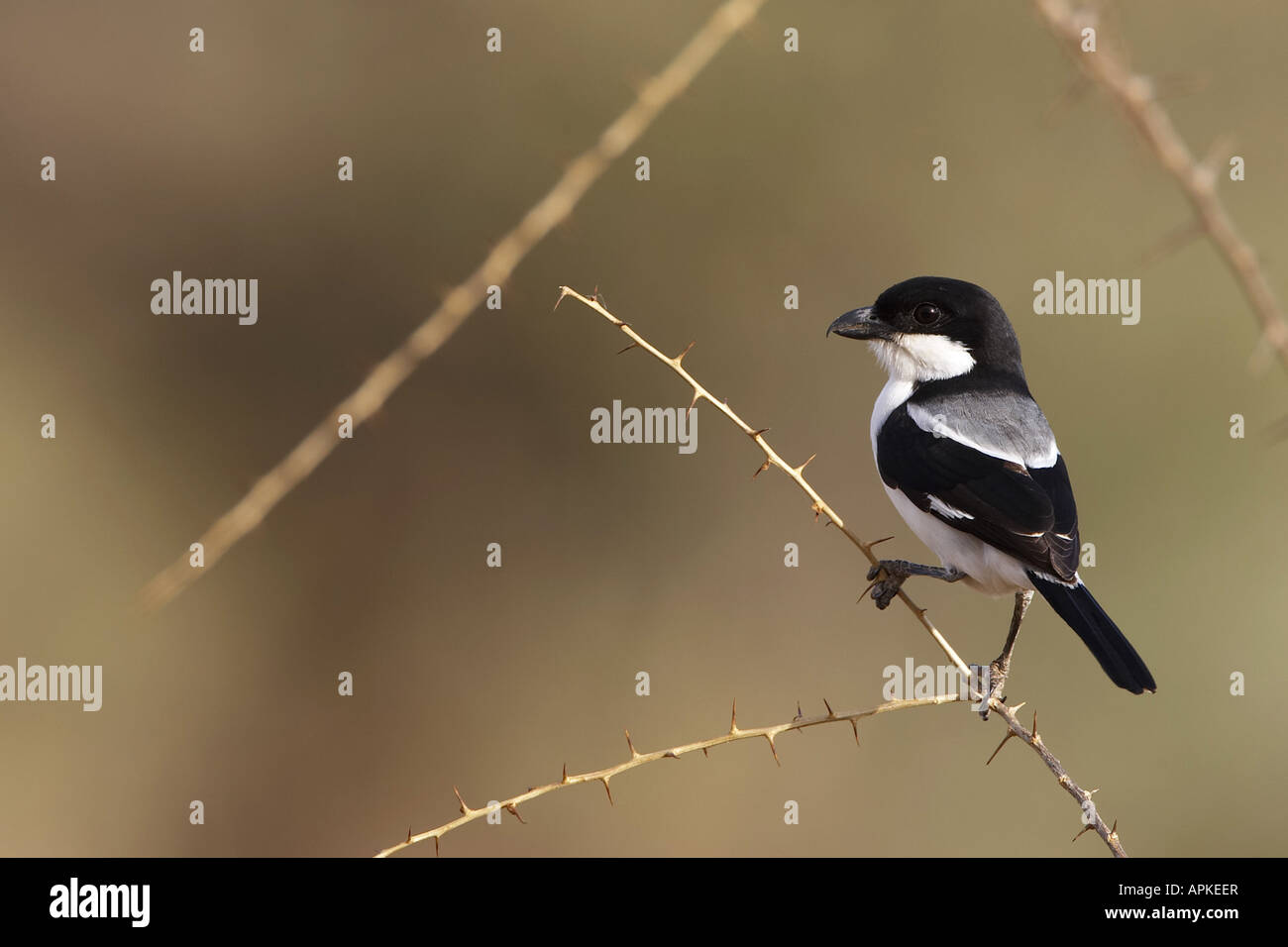 Somali fiscal (Lanius somalicus), on twig, Kenya, Samburu National Reserve, Isiolo Stock Photo