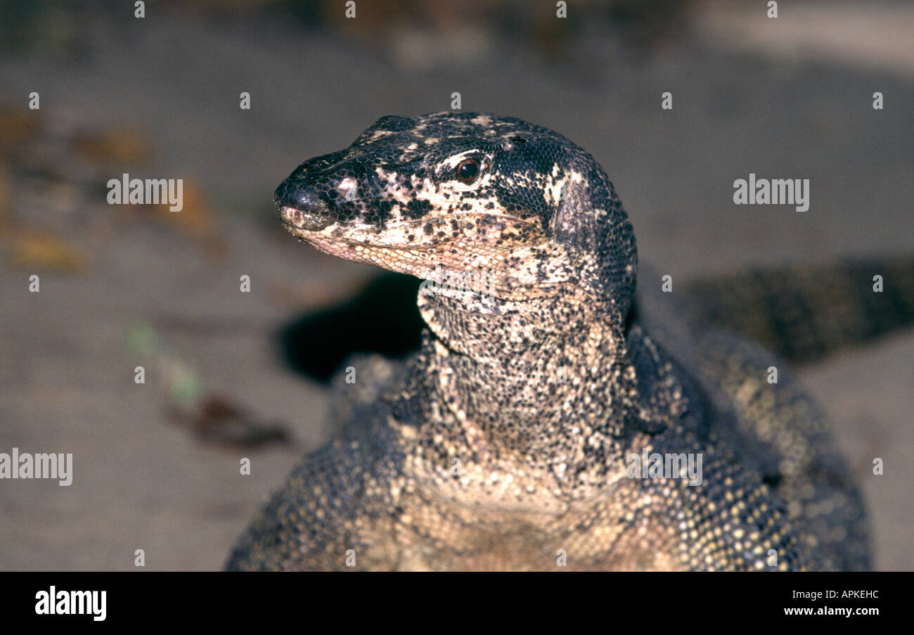 Philippines Palawan Sabang reptiles Monitor Lizard Stock Photo Alamy