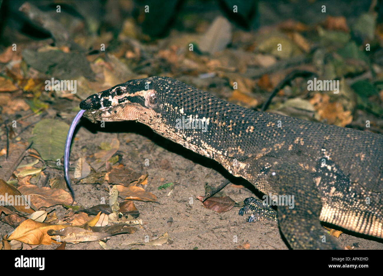 Philippines Palawan Sabang reptiles Monitor Lizard tasting the air