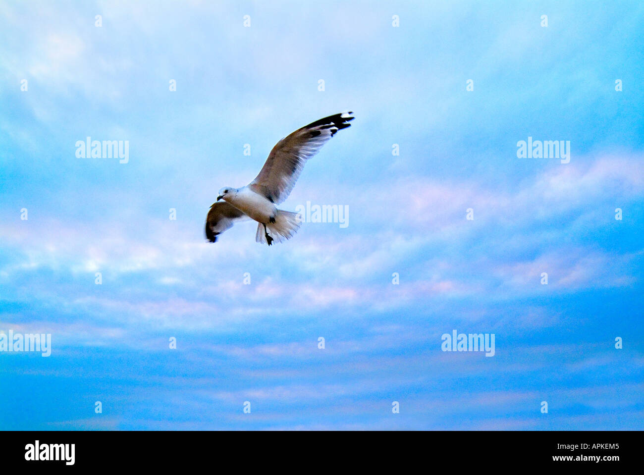 Sea Gull Flying At Sunset, New Jersey USA Stock Photo