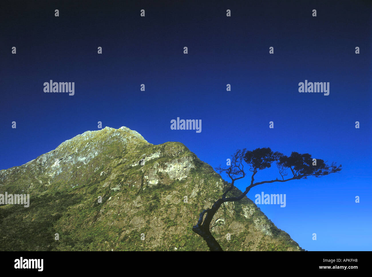 Black silhouette tree hi-res stock photography and images - Alamy