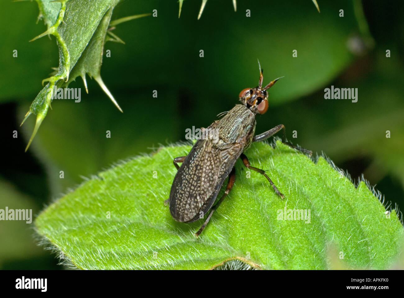 Coremacera marginata, Fly. UK, Kent, August Stock Photo