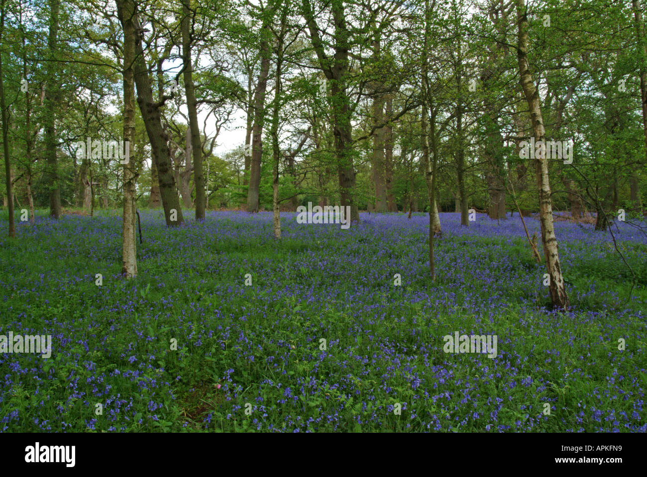 Bluebells in Oxford University Harcourt Arboretum in Nuneham Courtenay Stock Photo