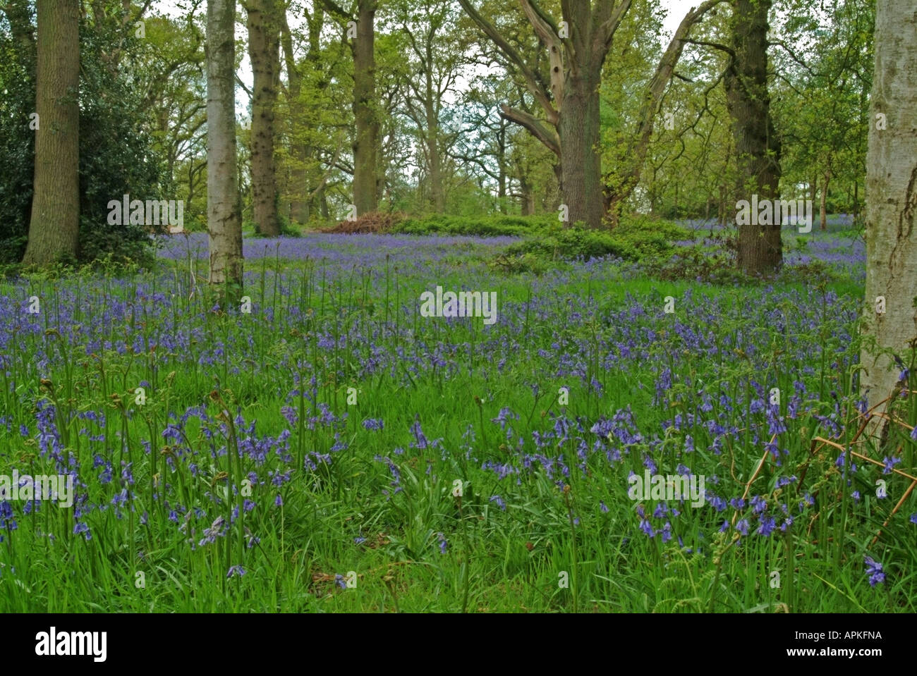 Bluebells in Oxford University Harcourt Arboretum in Nuneham Courtenay Stock Photo