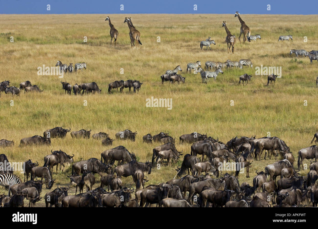 Various animals on savanna hi-res stock photography and images - Alamy