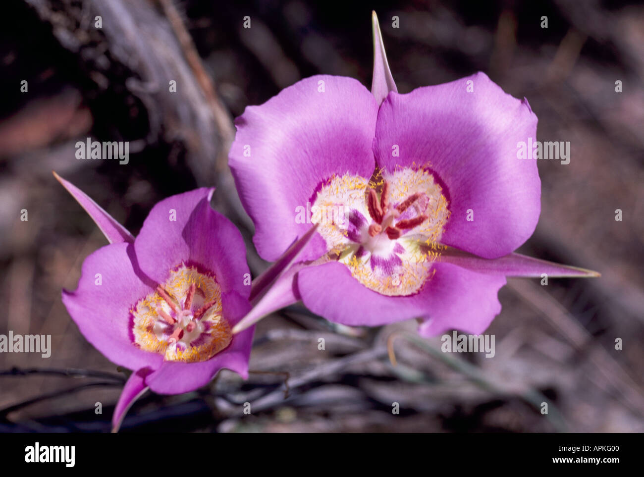 Sagebrush Mariposa Lily (Calochortus macrocarpus) in bloom Wild