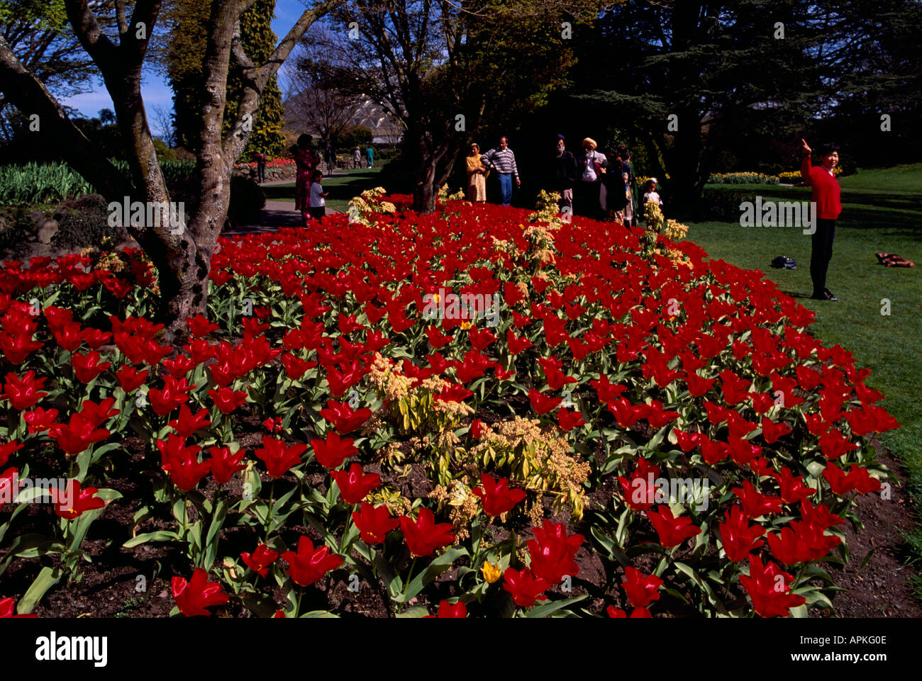Red Tulips in Bloom in Queen Elizabeth Park Vancouver British Columbia