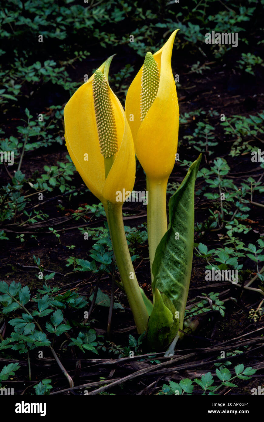 Western Skunk Cabbage (Lysichiton americanus) aka Yellow Skunk Cabbage and Swamp Lantern in Bloom in Early Spring Stock Photo