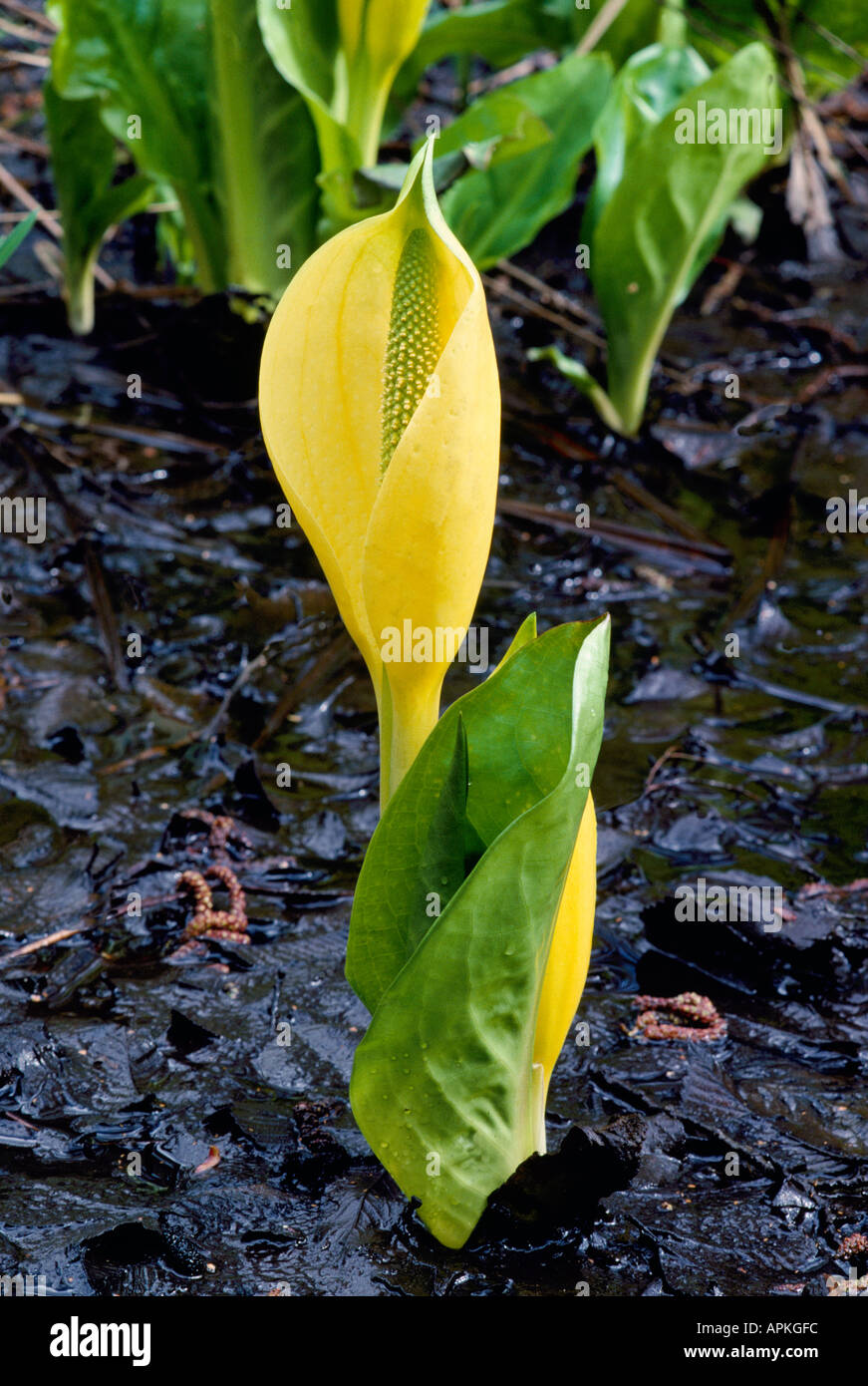 Western Skunk Cabbage (Lysichiton americanus) aka Yellow Skunk Cabbage