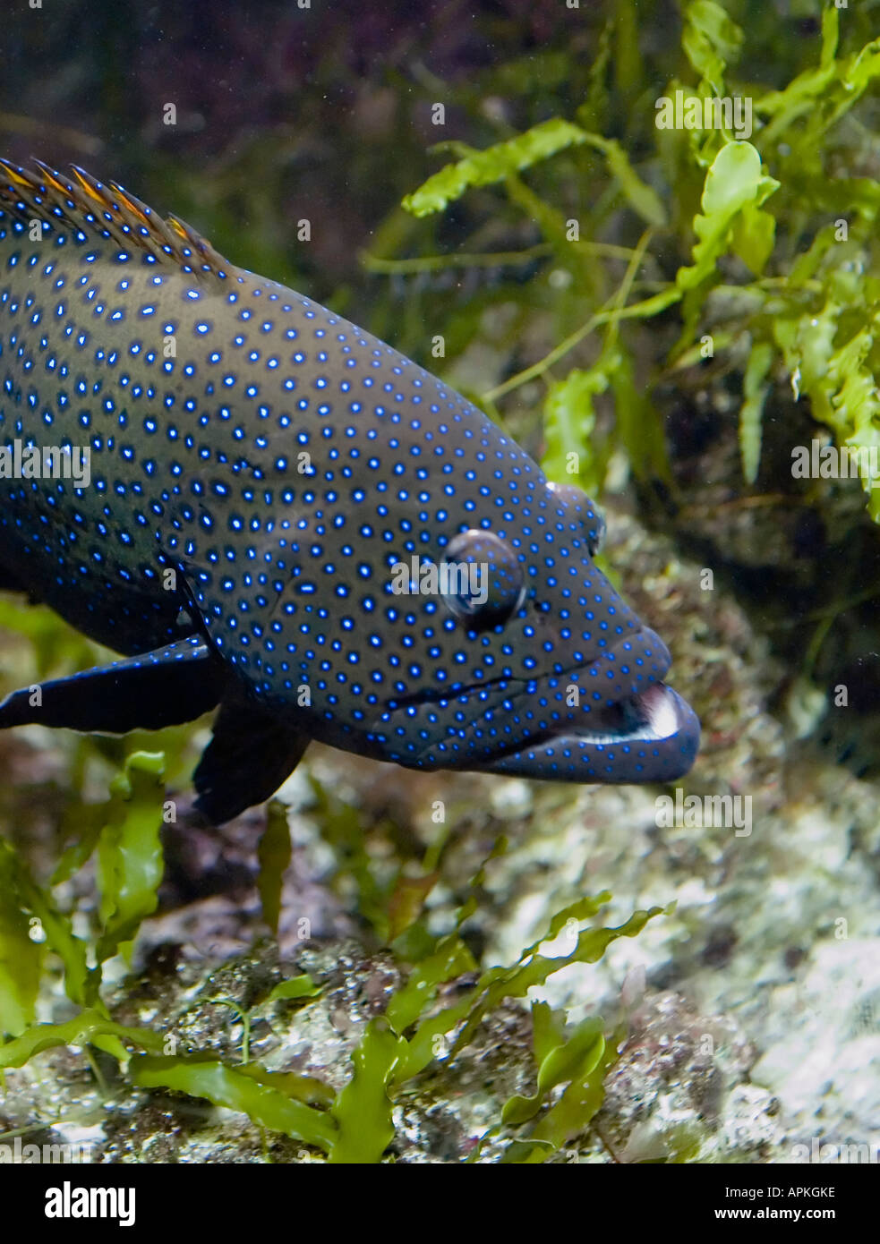 Peacock Grouper fish(Cephalopholis argus) Stock Photo