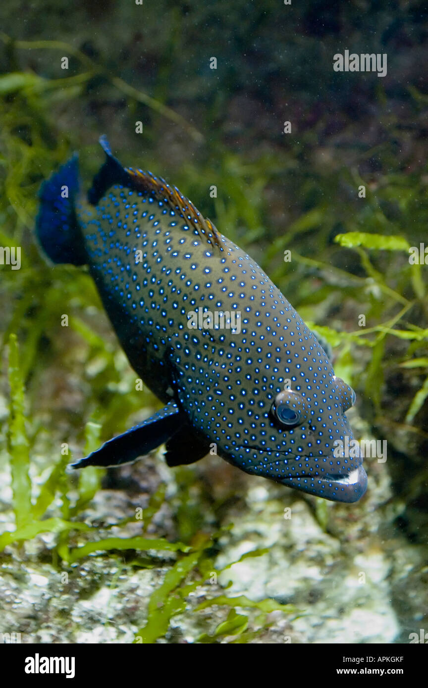 Peacock grouper (cephalopholis argus) Stock Photo