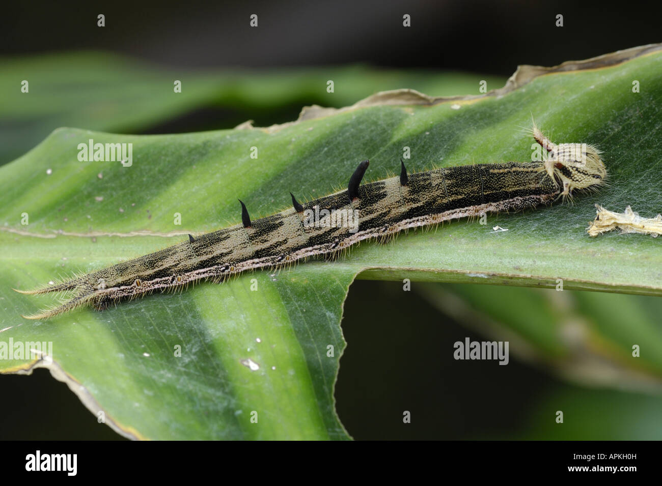 Caterpillar Shaped High Resolution Stock Photography and Images - Alamy