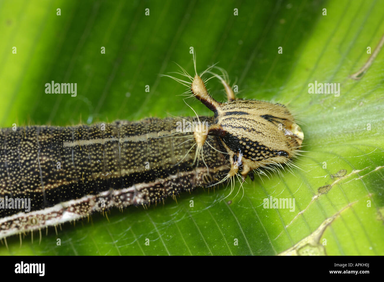 Caterpillar shaped hi-res stock photography and images - Alamy