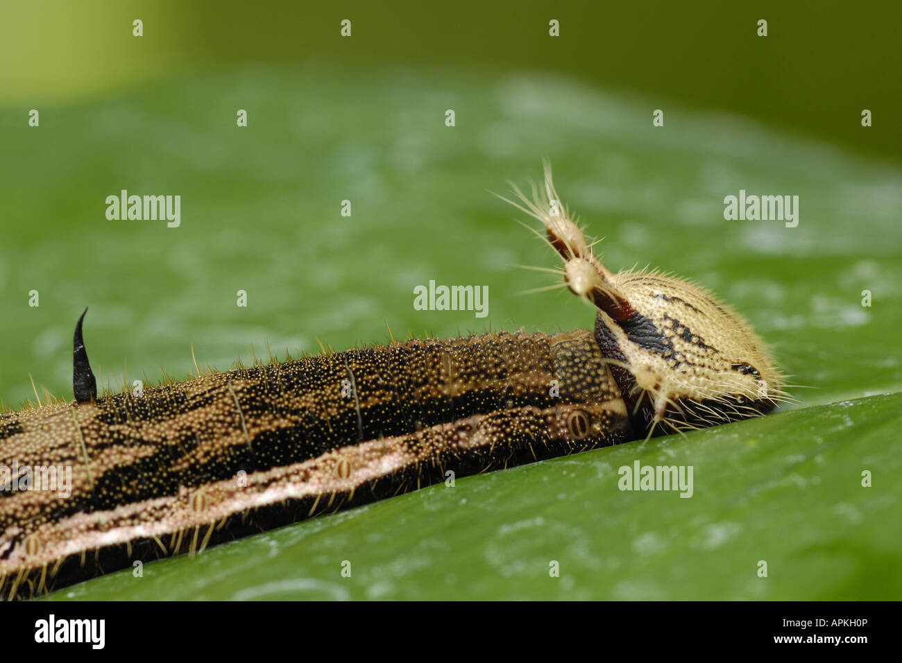 Caterpillar Shaped High Resolution Stock Photography and Images - Alamy