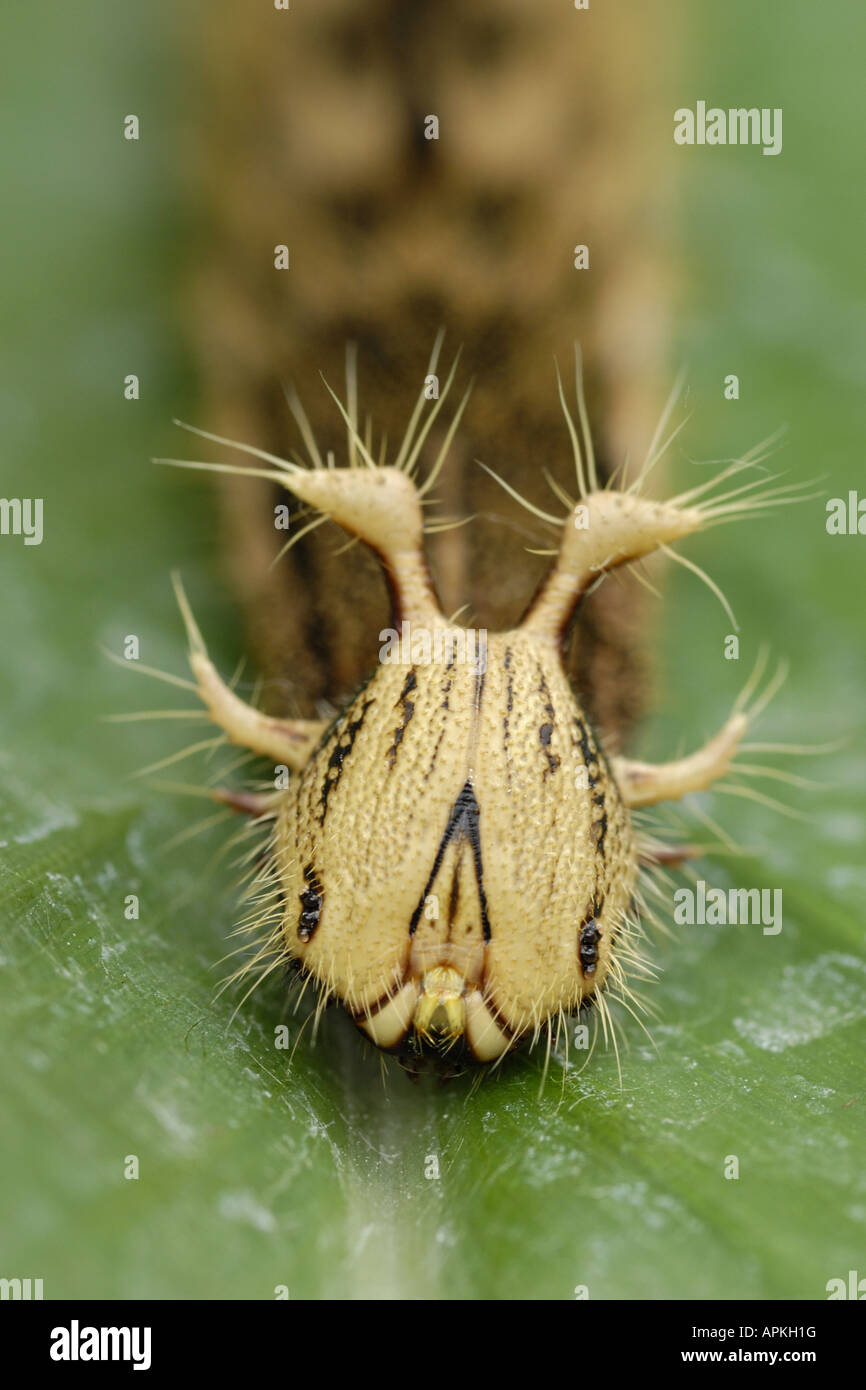 Caterpillar shaped hi-res stock photography and images - Alamy