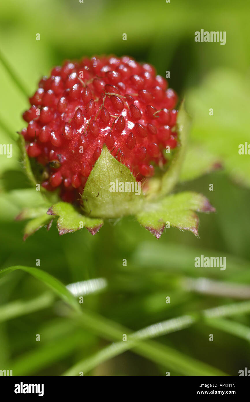 Indian strawberry, false strawberry, Indian mock-strawberry (Duchesnea indica), ripe fruit, Germany, North Rhine-Westphalia Stock Photo