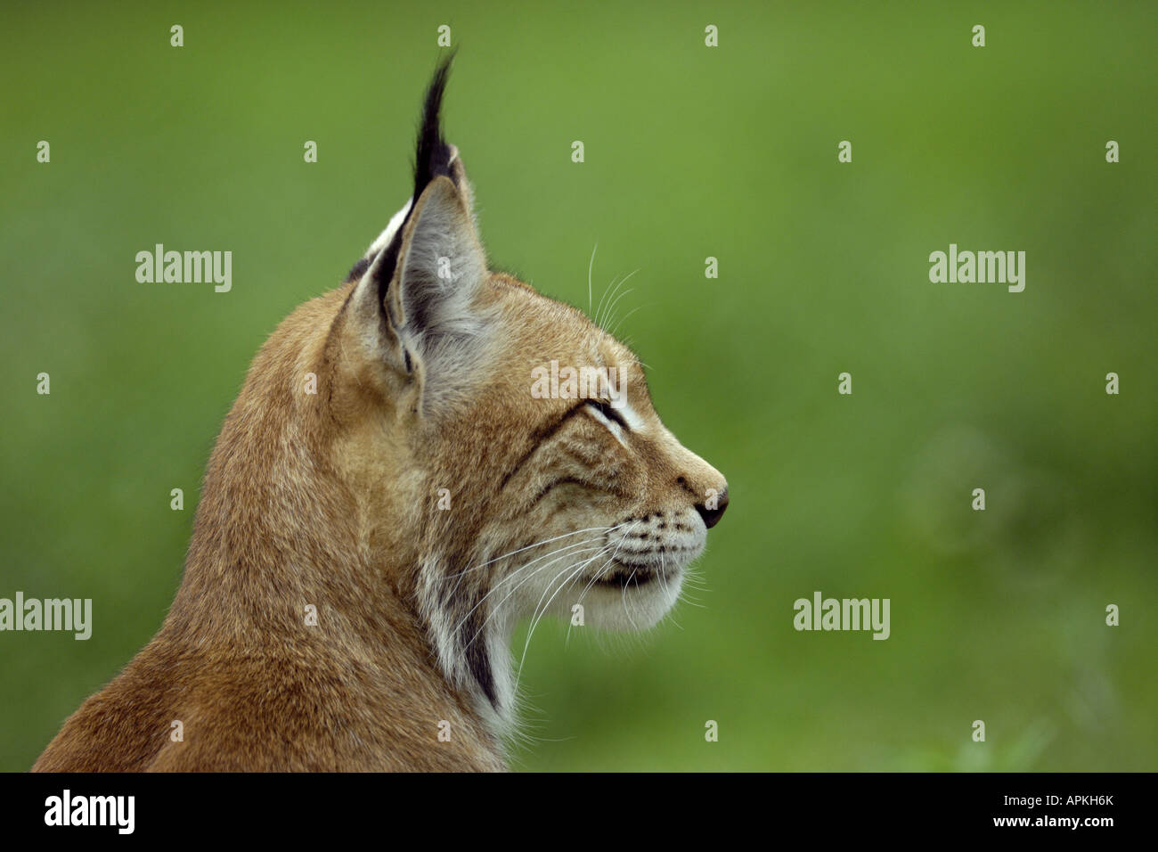 Eurasian Lynx Lynx Lynx Portrait Profile Of A Lynx Stock Photo Alamy Eurasian Lynx Lynx Lynx Portrait Profile Of A Lynx Stock Photo Alamy