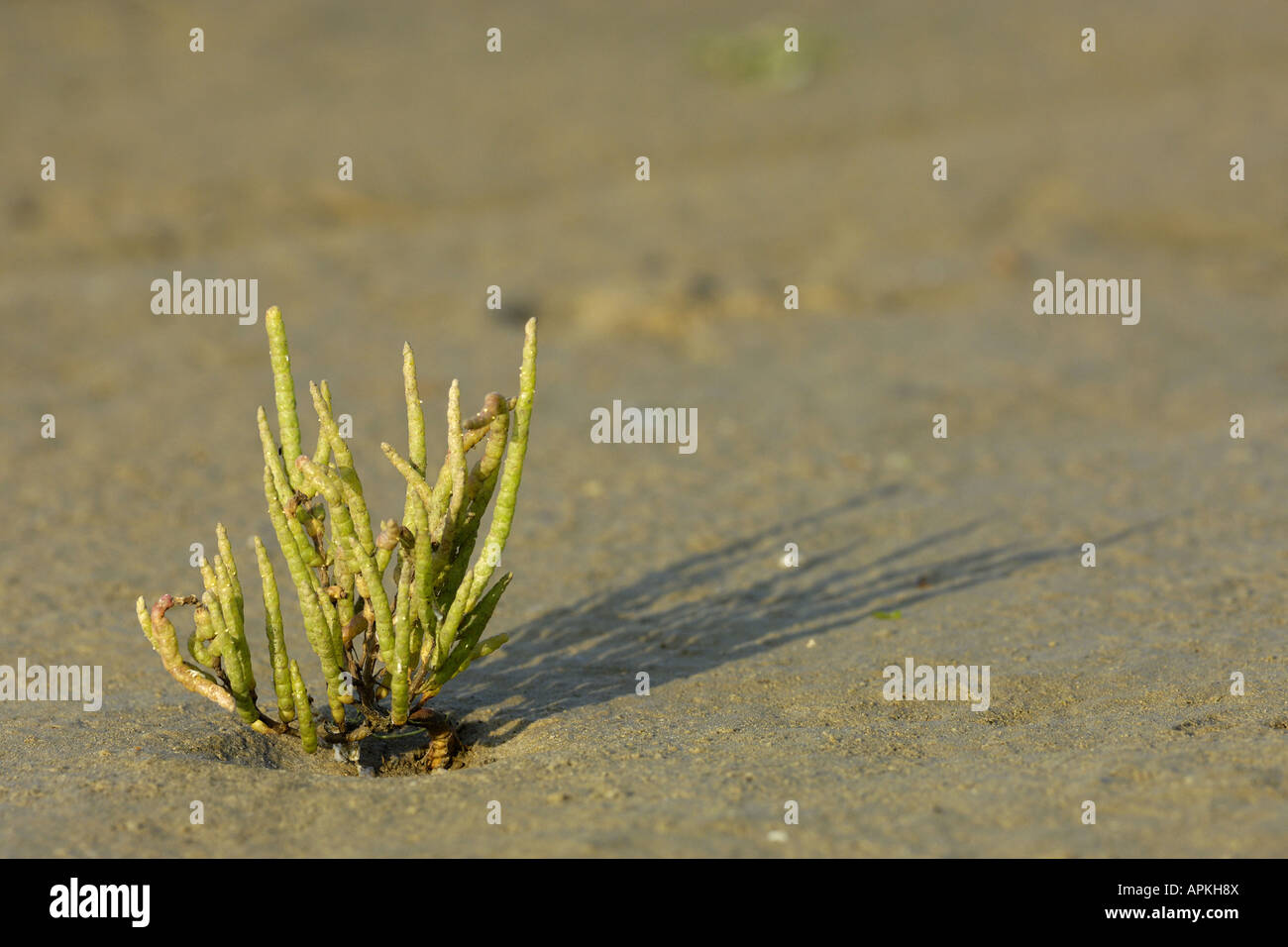 common glasswort (Salicornia europaea), single plant in sludge, Netherlands, Ameland Stock Photo